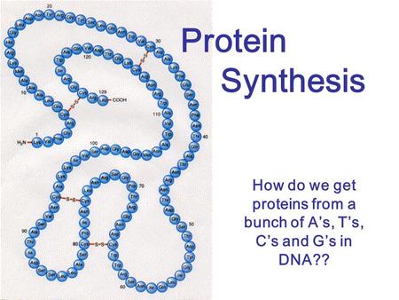How do we get proteins from a bunch of A’s, T’s, C’s and G’s in DNA??