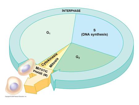INTERPHASE S (DNA synthesis) G1 G2 MITOTIC