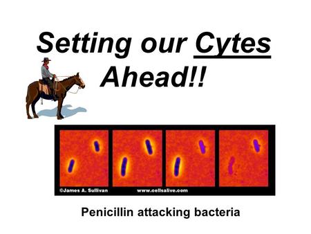 Setting our Cytes Ahead!! Penicillin attacking bacteria.