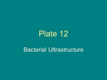 Bacterial Ultrastructure