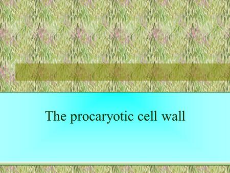 The procaryotic cell wall. Cytoplasm Oxidative phosphorylation occurs at cell membrane (since there are no mitochondria). Cell membrane The cell wall.