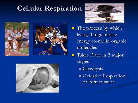 Cellular Respiration The process by which living things release energy stored in organic molecules Takes Place in 2 major stages Glycolysis Oxidative Respiration.