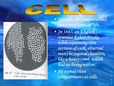 The cells are structural and functional units of life. In 1665, an English scientist Robert Hooke, while examining thin sections of cork, observed many.