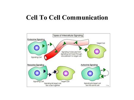 Cell To Cell Communication