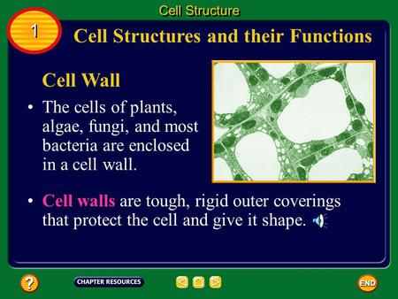 Cell Structures and their Functions