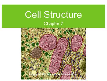 Cell Structure Chapter 7. Eukaryotes vs. Prokaryotes.