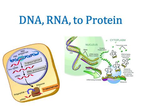 DNA, RNA, to Protein.