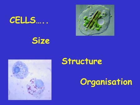 CELLS….. Size Structure Organisation.
