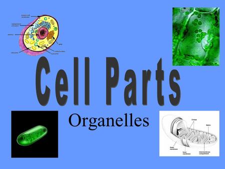 Organelles. Cell Wall Functions: -protects and supports plant cells -prevents water loss -made of cellulose Location: outer layer of plant cells Factory.