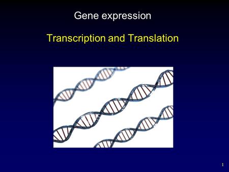 1 Gene expression Transcription and Translation 2 1.Important Features a. DNA contains genetic template for proteins. b. DNA is found in the nucleus.