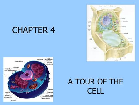 CHAPTER 4 A TOUR OF THE CELL.