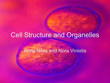 Cell Structure and Organelles Anna Niles and Nora Viniotis.