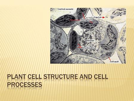  1: Explain the structures of plant cells and important cell processes.  a. Describe the structures of a typical plant cell and their functions.  b.