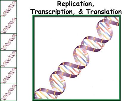 Replication, Transcription, & Translation