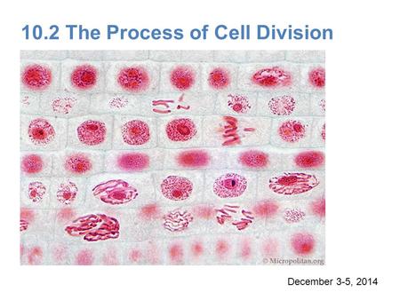 10.2 The Process of Cell Division
