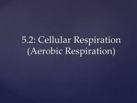 5.2: Cellular Respiration (Aerobic Respiration).  Plants—make food (sugar) through photosynthesis  Animals and other organisms—get food by eating plants.