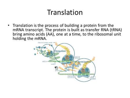 Translation Translation is the process of building a protein from the mRNA transcript. The protein is built as transfer RNA (tRNA) bring amino acids (AA),