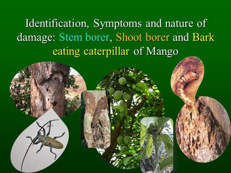 Identification, Symptoms and nature of damage: Stem borer, Shoot borer and Bark eating caterpillar of Mango.
