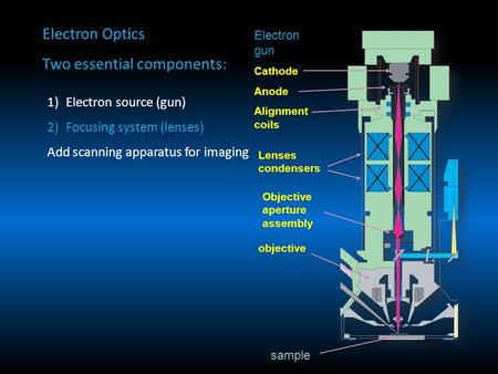 Electron Optics Two essential components: 1)Electron source (gun) 2)Focusing system (lenses) Add scanning apparatus for imaging Electron gun Cathode Anode.