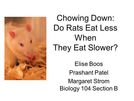 Chowing Down: Do Rats Eat Less When They Eat Slower? Elise Boos Prashant Patel Margaret Strom Biology 104 Section B.