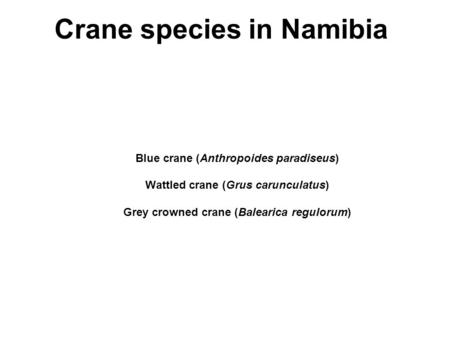 Blue crane (Anthropoides paradiseus) Wattled crane (Grus carunculatus) Grey crowned crane (Balearica regulorum) Crane species in Namibia.
