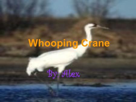 Whooping Crane By: Alex. Whopping Crane’s Habitat and Range The Whooping Crane’s habitat is grassy plains, marshes, numerous lakes and ponds. The range.