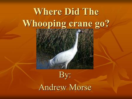 Where Did The Whooping crane go? By: Andrew Morse.
