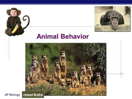 AP Biology Animal Behavior meerkats AP Biology What is behavior?  Behavior  everything an animal does & how it does it  response to stimuli in its.