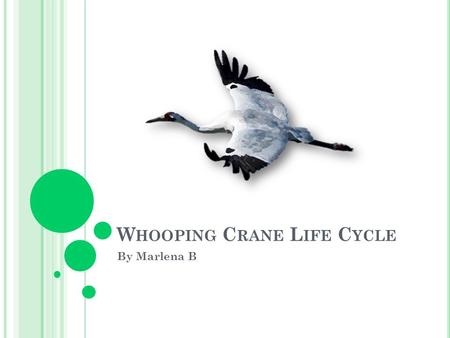 W HOOPING C RANE L IFE C YCLE By Marlena B. H ATCHING Inside the egg, the baby first breaks the air cell to breathe. Next, it pecks a small, star-shaped.