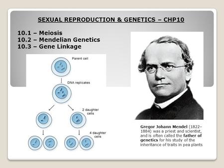 SEXUAL REPRODUCTION & GENETICS – CHP10