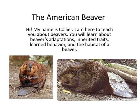 The American Beaver Hi! My name is Collier. I am here to teach you about beavers. You will learn about beaver’s adaptations, inherited traits, learned.