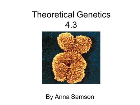Theoretical Genetics 4.3 By Anna Samson.