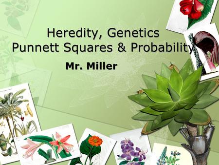 Heredity, Genetics Punnett Squares & Probability Mr. Miller.