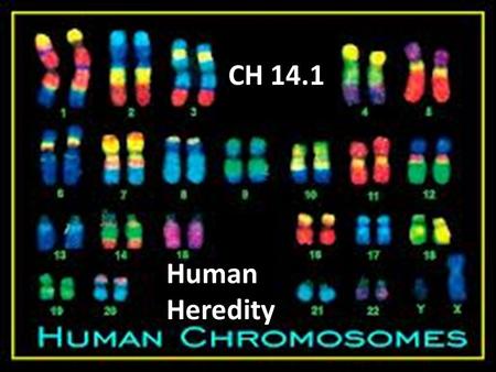 CH 14.1 Human Heredity.