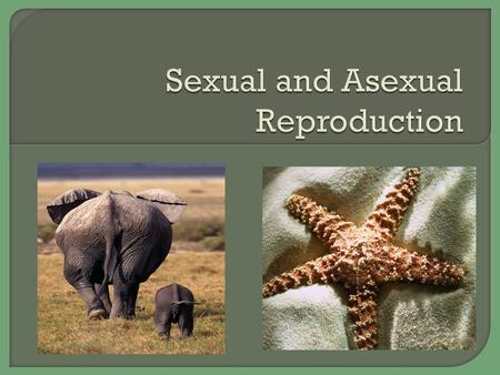 Sexual reproduction involves the fusing of two gametes. Gametes are sex cells, the sperm and the egg. The gametes carry genes, this means that an offspring.