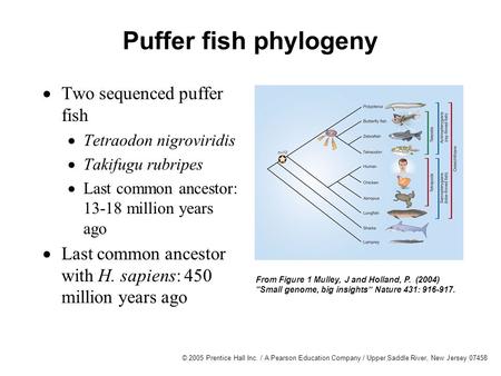 © 2005 Prentice Hall Inc. / A Pearson Education Company / Upper Saddle River, New Jersey 07458 Puffer fish phylogeny From Figure 1 Mulley, J and Holland,