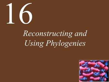 Reconstructing and Using Phylogenies 16. Concept 16.1 All of Life Is Connected through Its Evolutionary History All of life is related through a common.