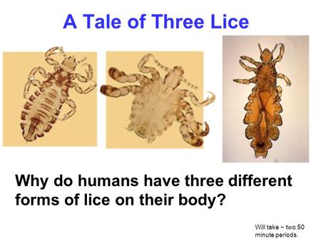 A Tale of Three Lice Why do humans have three different forms of lice on their body? Will take ~ two 50 minute periods.