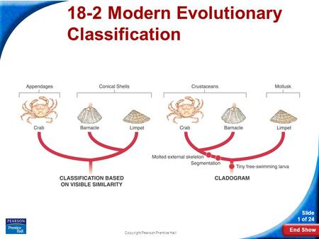 End Show Slide 1 of 24 Copyright Pearson Prentice Hall 18-2 Modern Evolutionary Classification.