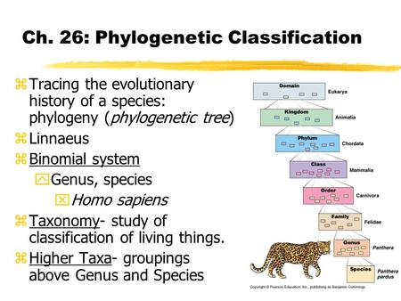 Ch. 26: Phylogenetic Classification zTracing the evolutionary history of a species: phylogeny (phylogenetic tree) zLinnaeus zBinomial system yGenus, species.