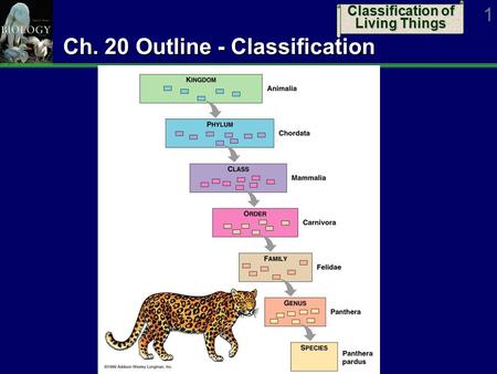 Classification of Living Things 1 Ch. 20 Outline - Classification.