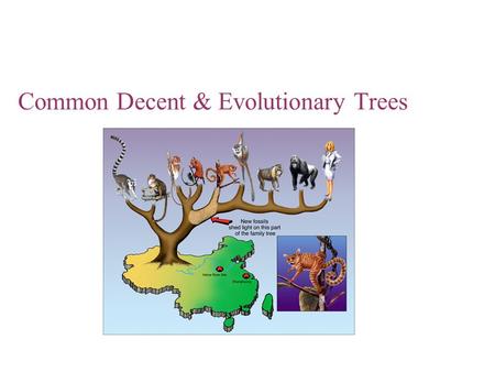 Common Decent & Evolutionary Trees. Evolutionary Relationships depicted in an evolutionary tree Evolutionary relationships in branching trees.