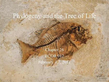 Phylogeny and the Tree of Life Chapter 26 BCOR 012 February 4,7, 2011.