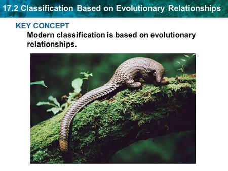 Cladistics is classification based on common ancestry.