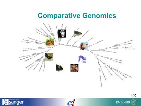 1/30 Comparative Genomics. 2/30 Overview of the Talk Comparing Genomes Homologies & Families Sequence Alignments.