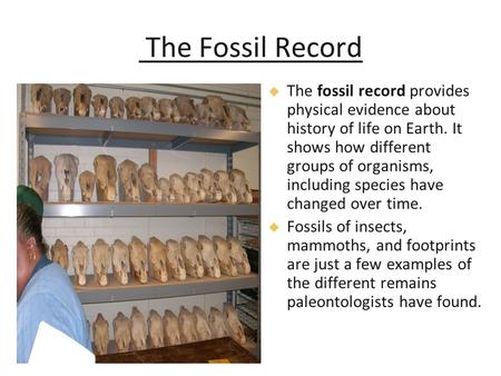 The Fossil Record The fossil record provides physical evidence about history of life on Earth. It shows how different groups of organisms, including species.