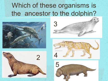 Which of these organisms is the ancestor to the dolphin?