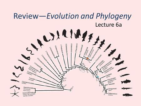 Review—Evolution and Phylogeny Lecture 6a. Phylogeny Phylogeny—the evolutionary history of groups of species – Ranges from major lineages (e.g. orders)