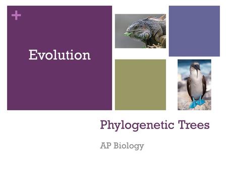 + Phylogenetic Trees AP Biology Evolution. + Phylogenetic Trees By Bob Cooper and Mark Eberhard.