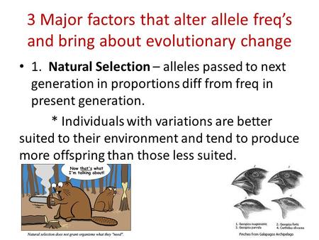 3 Major factors that alter allele freq’s and bring about evolutionary change 1. Natural Selection – alleles passed to next generation in proportions diff.